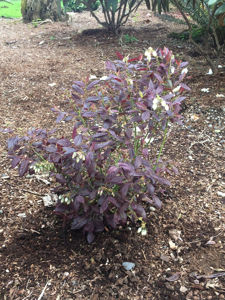 Picture of Vaccinium